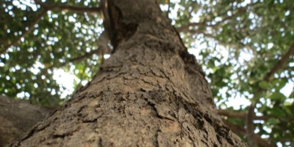 Looking up at a tree.