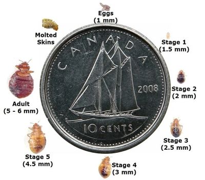 life cycles of bedbugs
pest control near me,
wasp removal,
hamilton pest control,
st Catherines pest