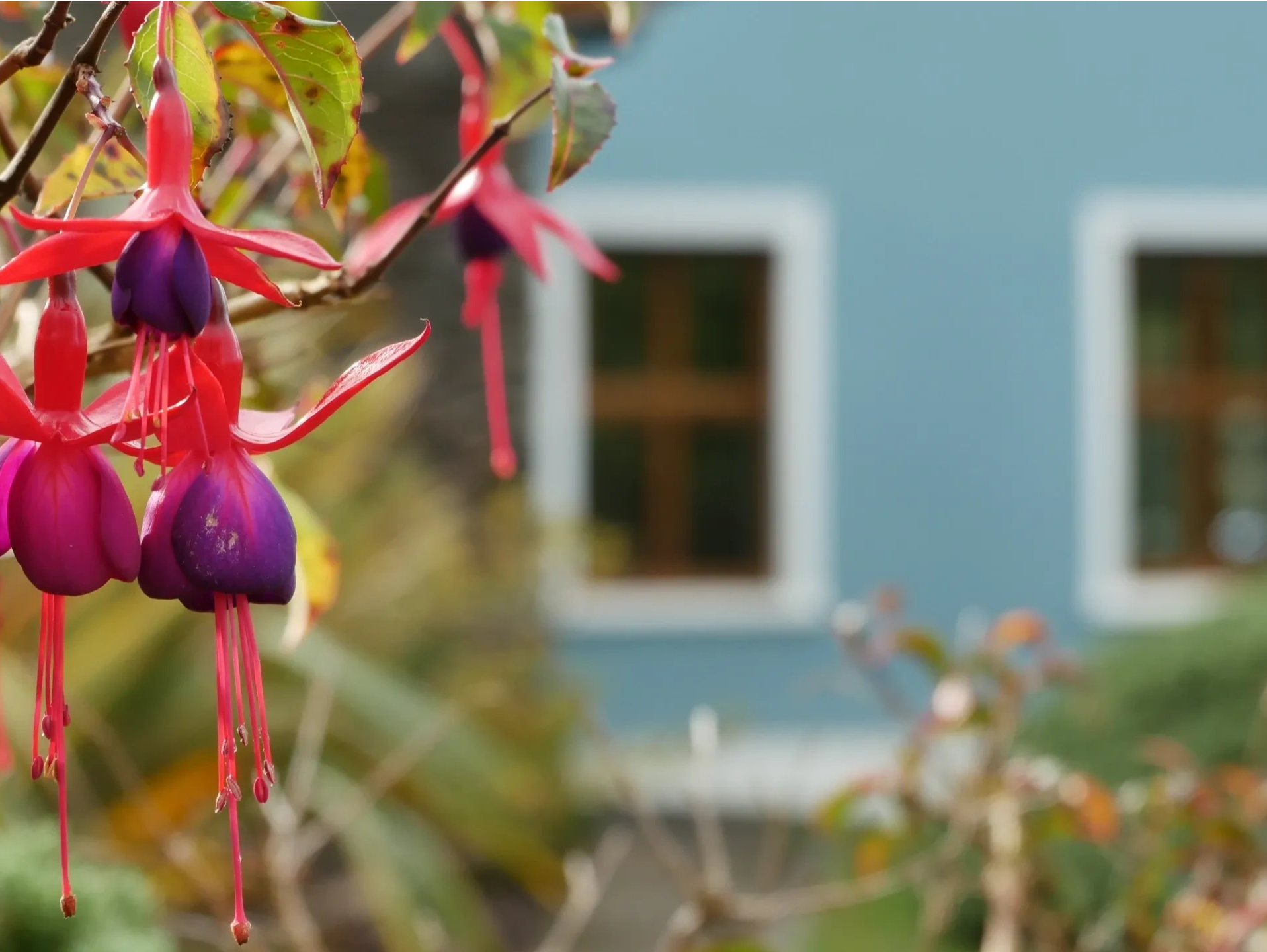 Fuchsia flowers with house in background