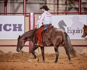 Homozygous roan stallion by Once In A Blu Boon and Adan Banuelos. From Solo Select - the very best.