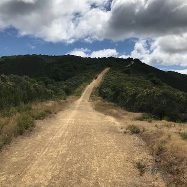 Dirt path leading uphill through greenery.