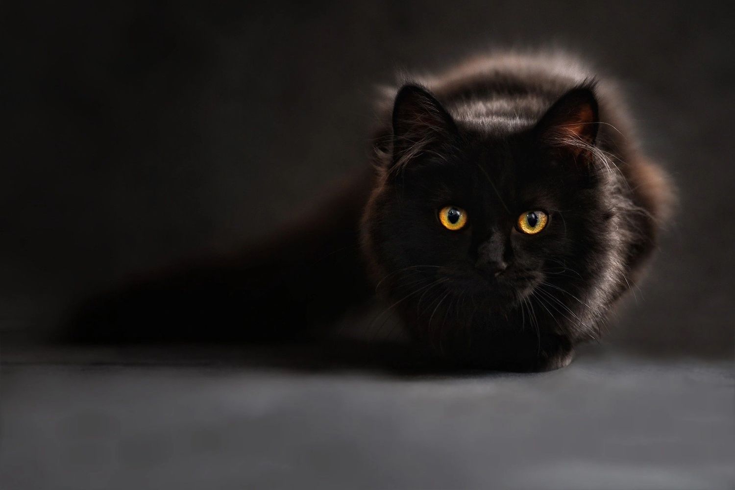 Cat staring at camera