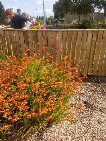Man leaning over a wooden fence with vibrant orange flowers in the foreground.