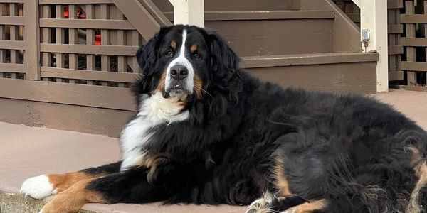 Bernese Mountain Dog lying on a patio near wooden stairs.