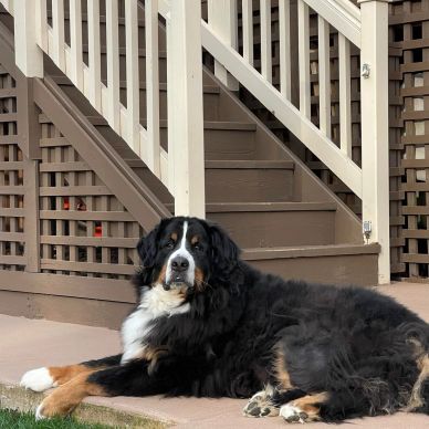 A large Bernese Mountain Dog lying on a patio near wooden stairs.