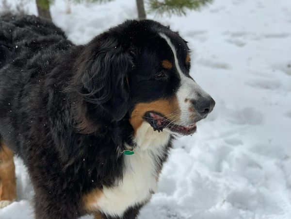 Bernese Mountain Dog standing in the snow