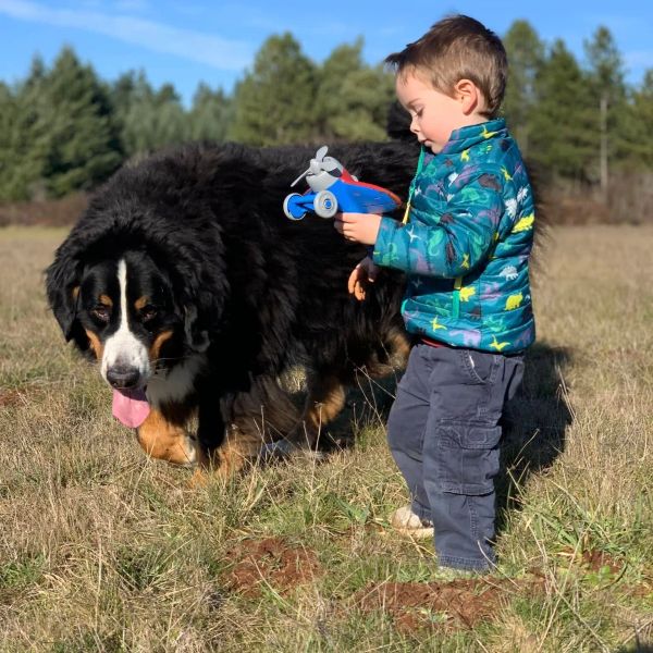 A young boy playing with a toy airplane near a large dog outdoors.