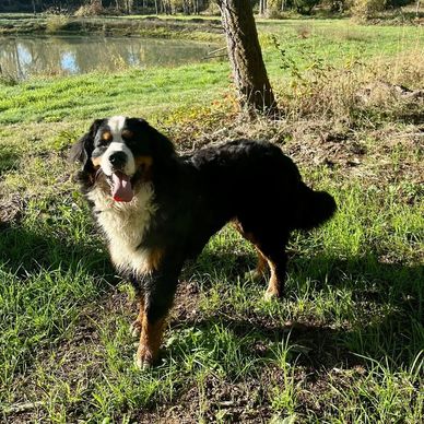Happy Bernese Mountain Dog standing on grass near a pond.