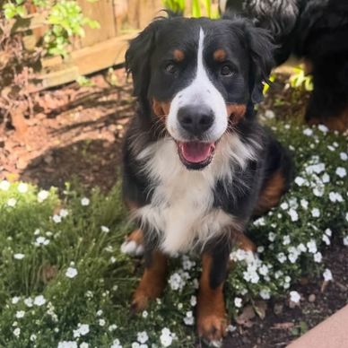Happy Bernese Mountain Dog sitting among white flowers.