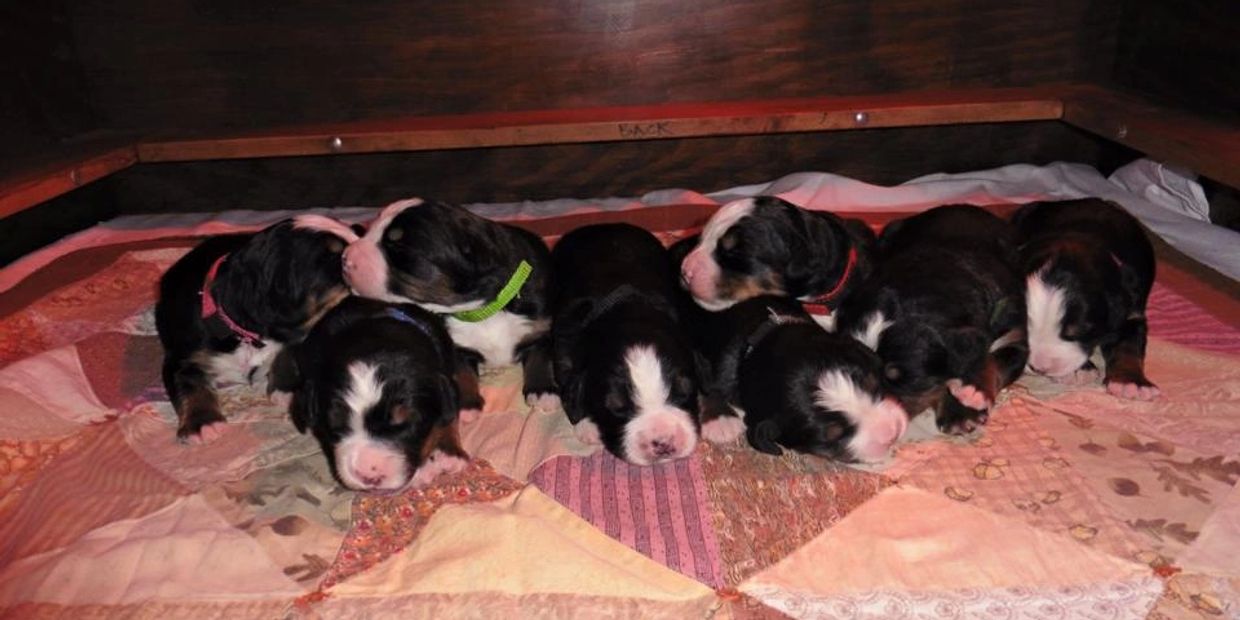 A litter of newborn puppies resting closely together on a quilt.