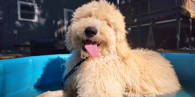 A fluffy white dog laying in an outdoor kiddie pool, looking at the camerawith its tongue out.