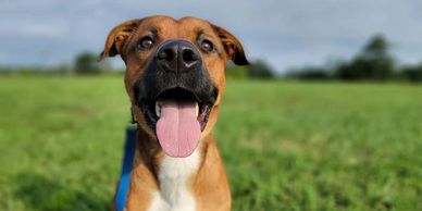 A tan dog with a black snout looking at the camera with its tongue out.