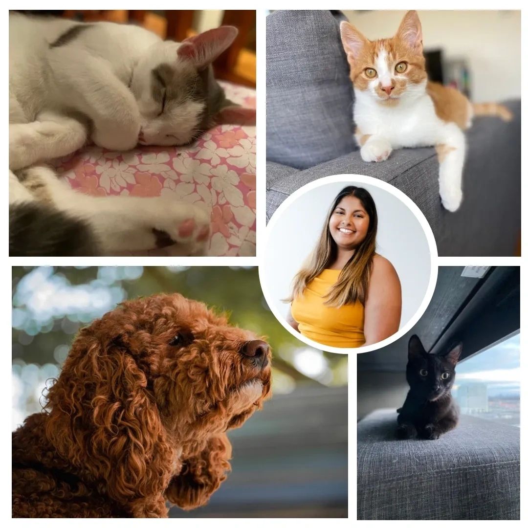 Collage featuring a woman, two cats, and a dog.