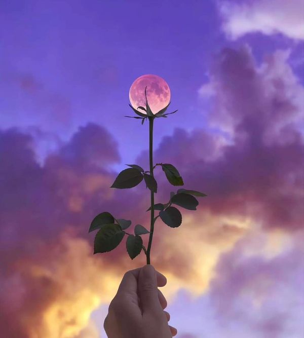Hand holding a rose stem with the moon as its flower against a purple sky.