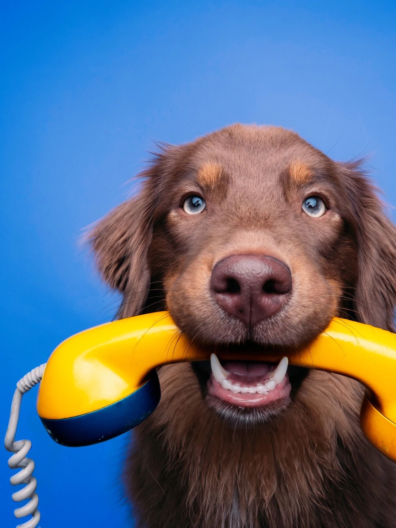 A brown dog holding a bright yellow corded telephone in his mouth