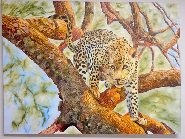 A leopard perched on a tree branch, looking intently forward.