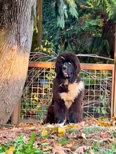 A large black and white fluffy dog sitting outdoors near a tree and fence.