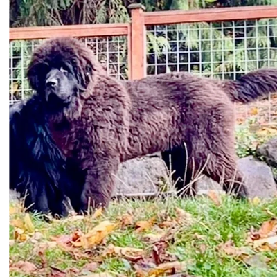 Large fluffy brown dog standing in yard.