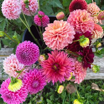 A vibrant bouquet of multi-colored dahlias in various shades of pink and red.