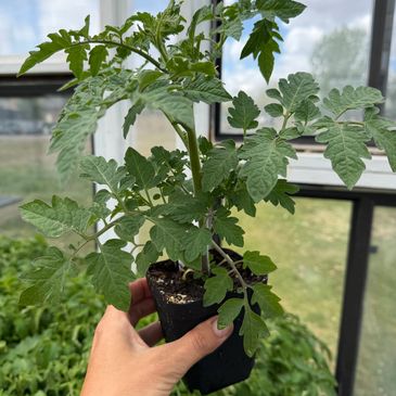 Hand holding a young tomato plant in a small pot inside a greenhouse.