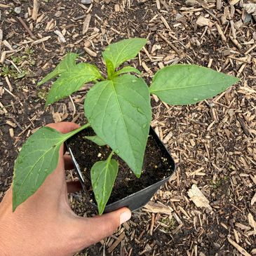 Hand holding a small green plant in a black pot outdoors.