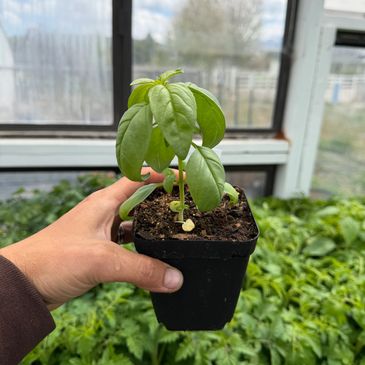 Hand holding a small potted basil plant inside a greenhouse.