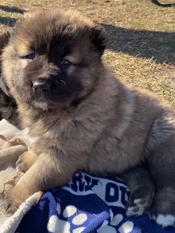 Male Caucasian Shepherd puppy
