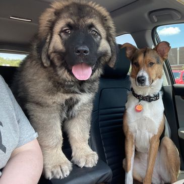 Caucasian Shepherd puppy