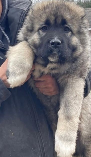 Caucasian Shepherd puppy