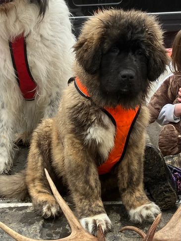 Caucasian Shepherd puppy
