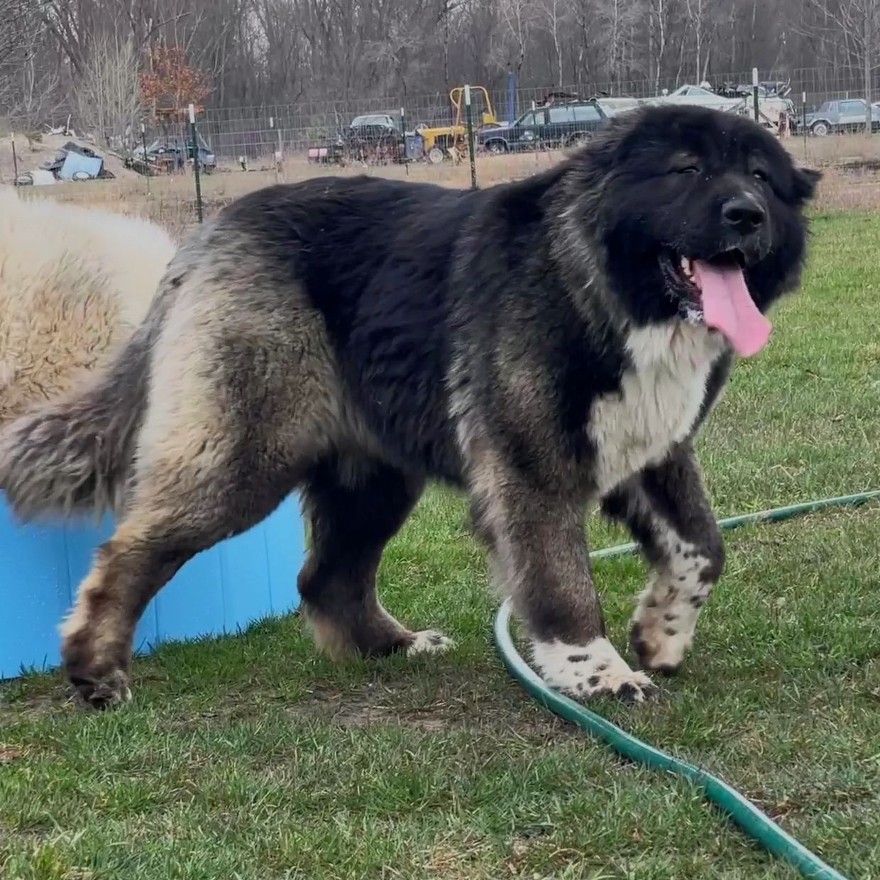 One of our Caucasian Shepherd puppies at 15 months old.