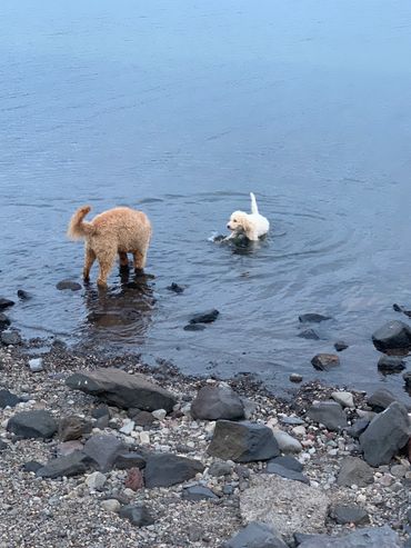 Finely teaching Aina how to play in the lake.  What a great friend!