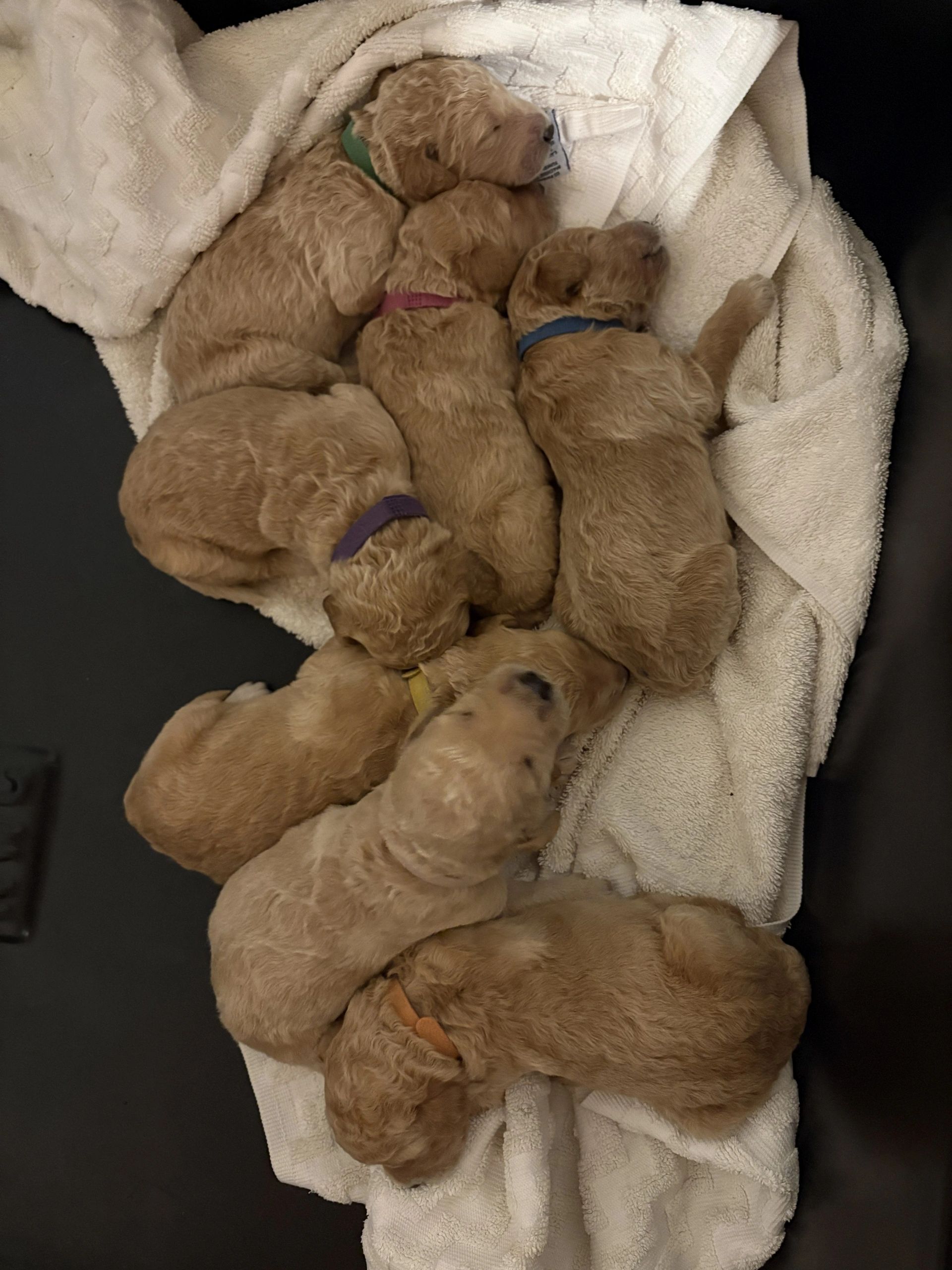 A group of curly-haired puppies sleeping closely together on a white blanket.