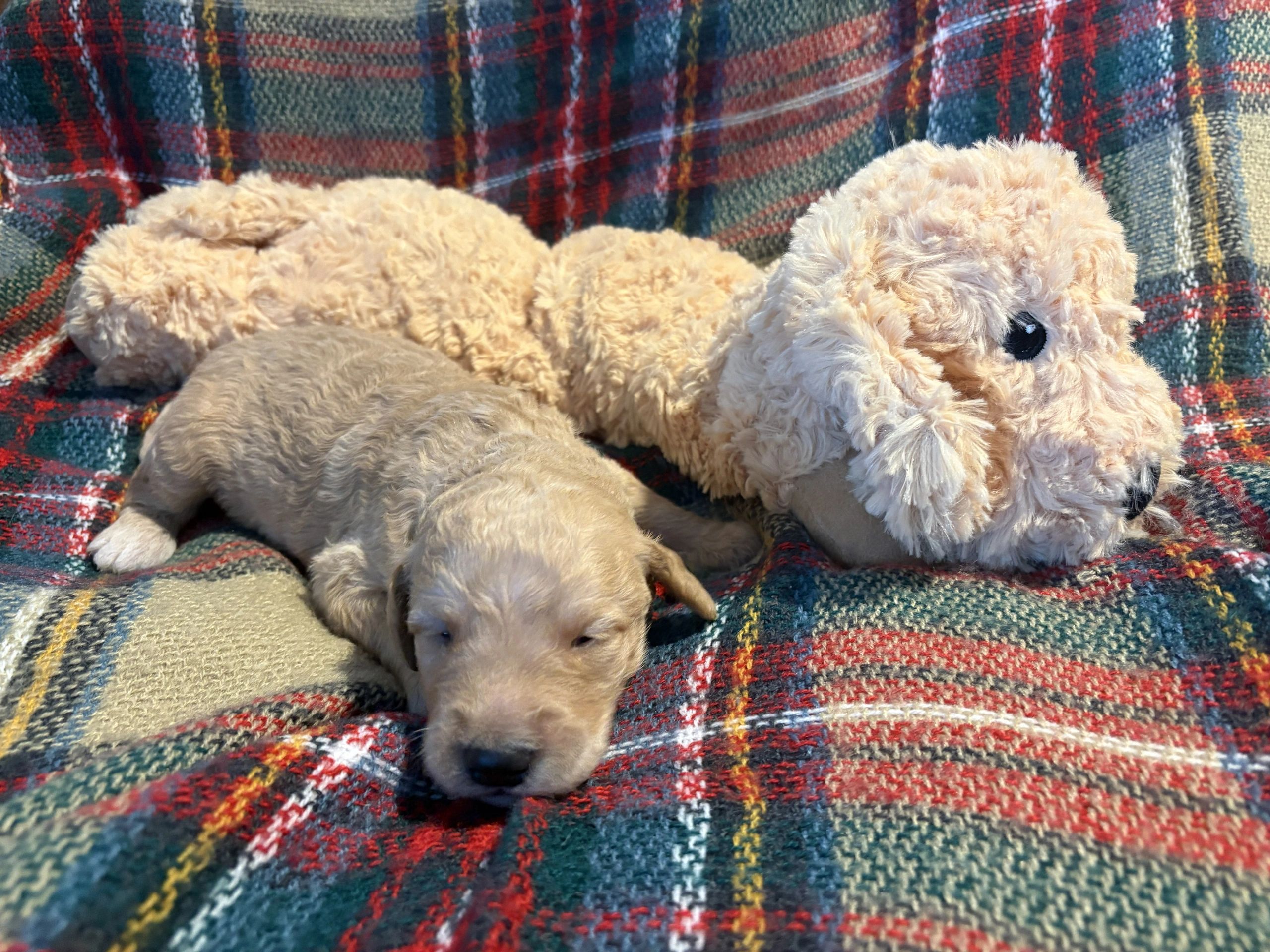 A newborn puppy lies next to a plush dog toy on a plaid blanket.