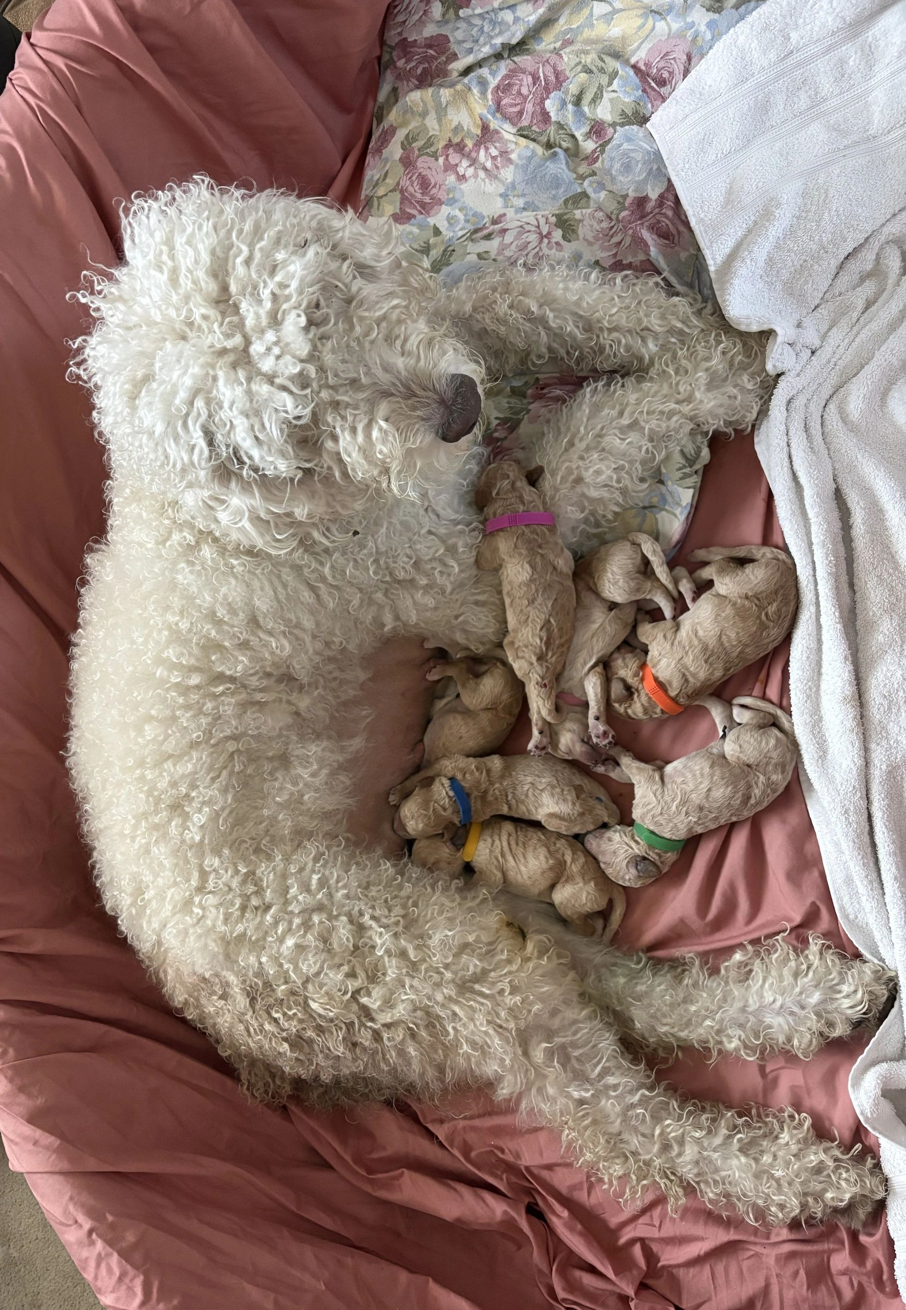 Curly white dog nursing her newborn puppies on a bed.