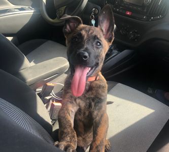 3 month old Dutch shepherd: Rico
