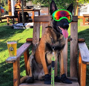 3 month old Dutch shepherd: Rico