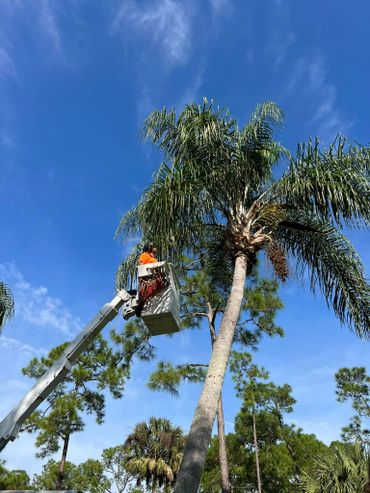 Josh in dixie tree services bucket truck doing some Palm tree trimming