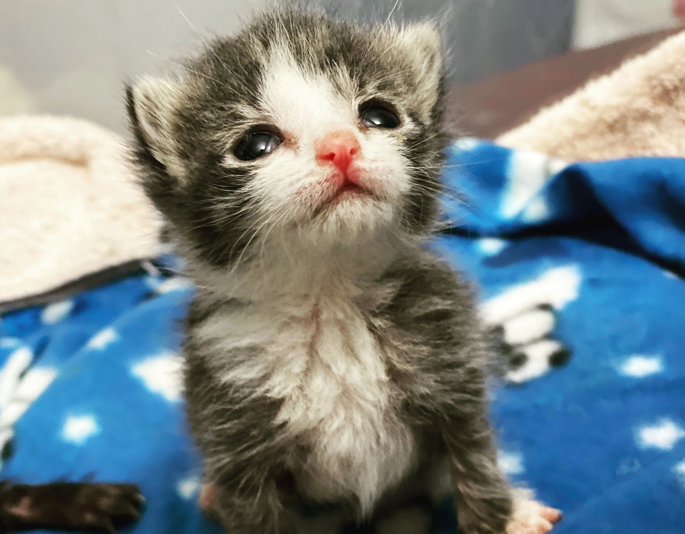 kitten cat puppy dog rescue foster donate kitty adoptdontshop pennsylvania philadelphia