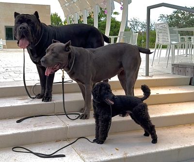 Three dogs standing on outdoor steps.