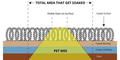 urine spreads through the layers of the carpet creating a bigger problem than the eye can see 