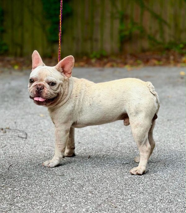 French bulldog for sale in Milton Florida