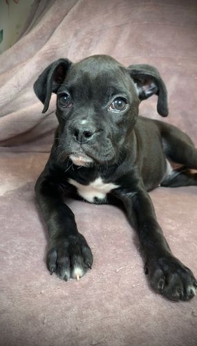 Boxer puppy for sale in Milton Florida