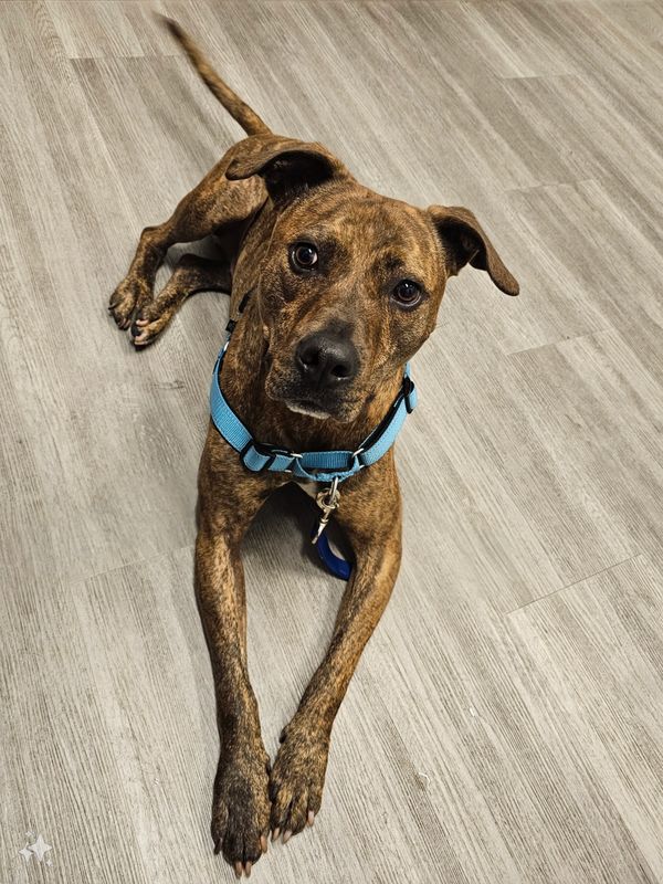 Brown brindle dog with a blue collar lying on wooden floor.