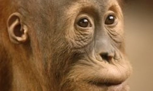 Budi the orangutan