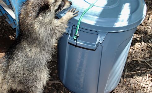 baby raccoon with garbage can