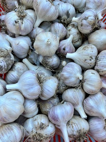 Garlic Organic