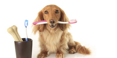 dentistry. dog with toothbrush