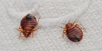 Bed Bug Elimination