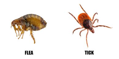 Flea and Tick Control
